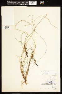 Carex nigra image