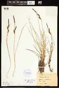 Carex nigra image