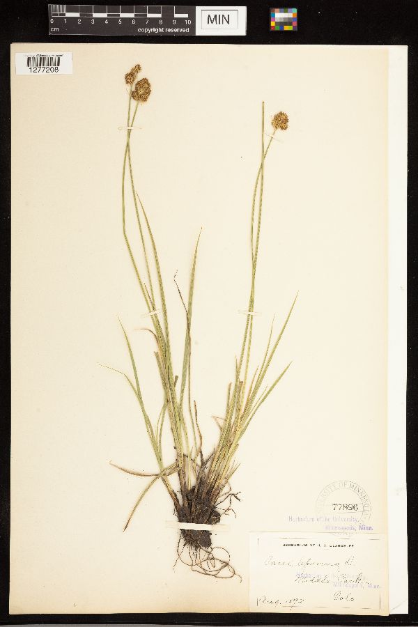 Carex ovalis image