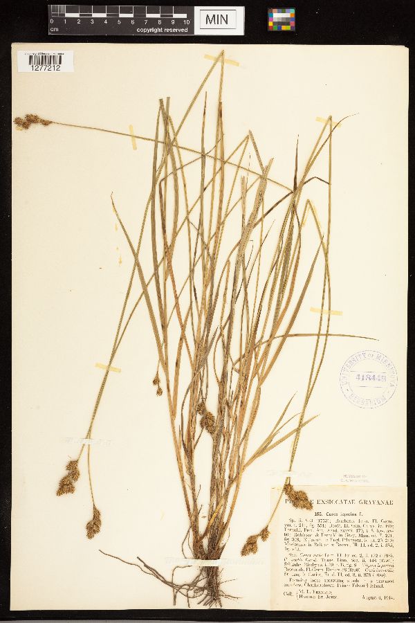 Carex ovalis image