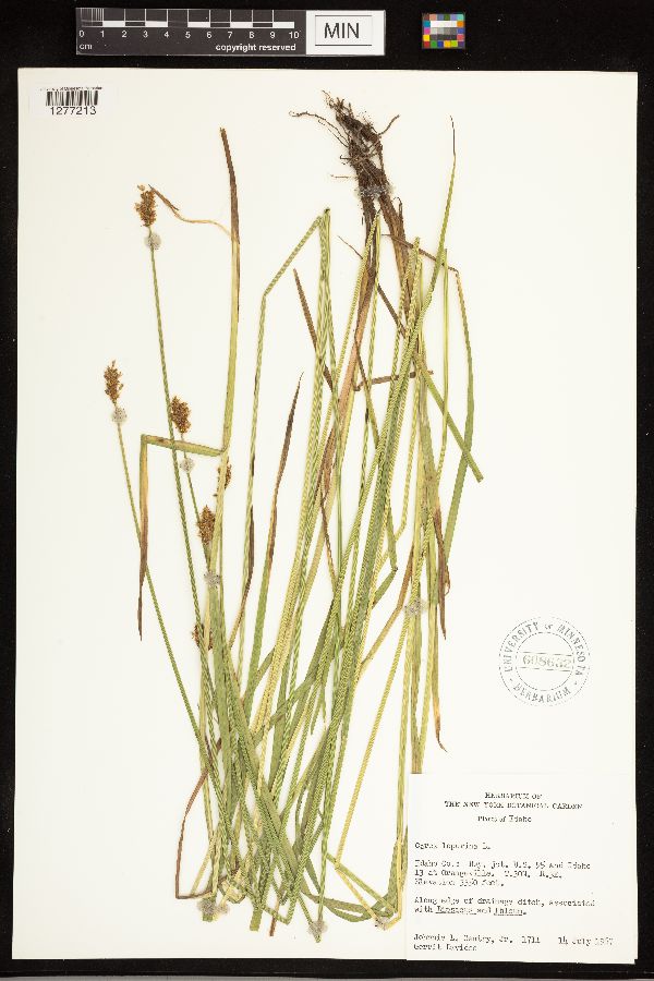 Carex ovalis image