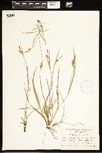 Carex pallescens image