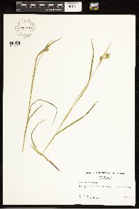 Carex pallescens image