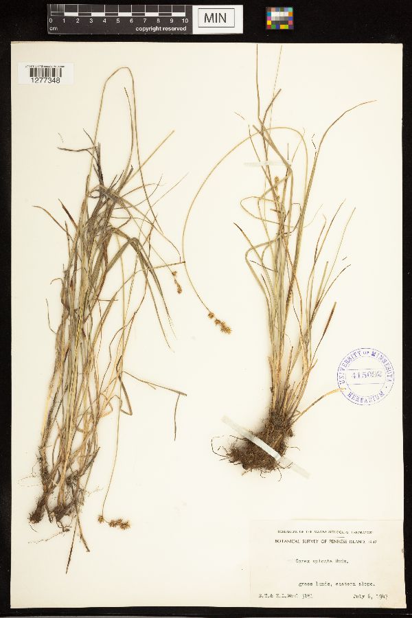 Carex spicata image