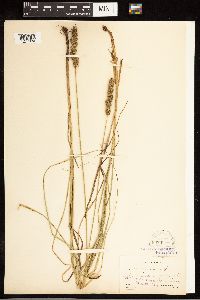 Carex vulpinoidea image