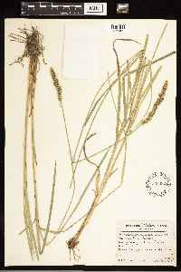 Carex vulpinoidea image