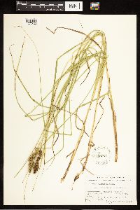 Carex vulpinoidea image