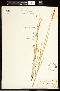 Carex vulpinoidea image