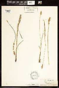 Carex vulpinoidea image