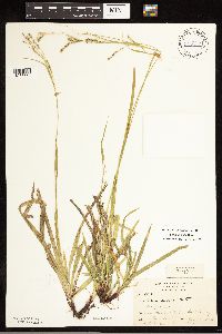 Carex arctata image