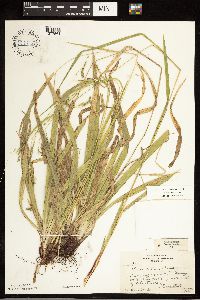 Carex arctata image