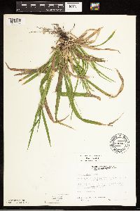 Carex arctata image