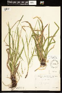 Carex arctata image