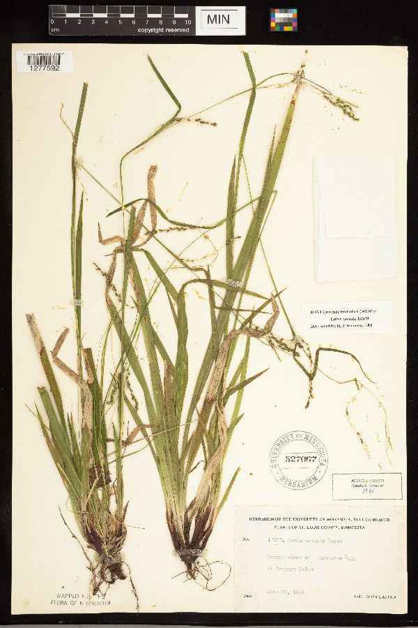 Carex arctata image