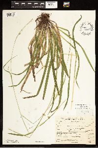 Carex arctata image