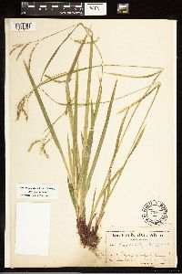 Carex arctata image