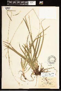 Carex arctata image