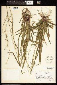 Carex arctata image