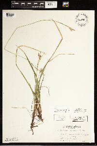 Carex castanea image