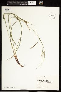 Carex debilis image