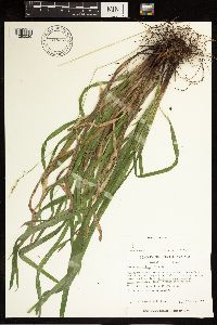 Carex gracillima image