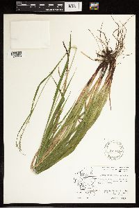 Carex gracillima image