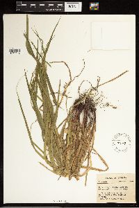 Carex gracillima image