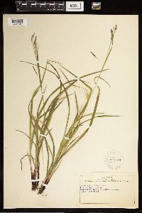 Carex gracillima image