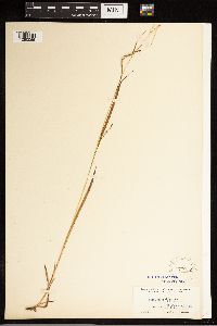 Carex gracillima image