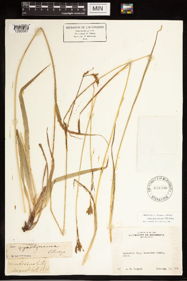 Carex gynodynama image