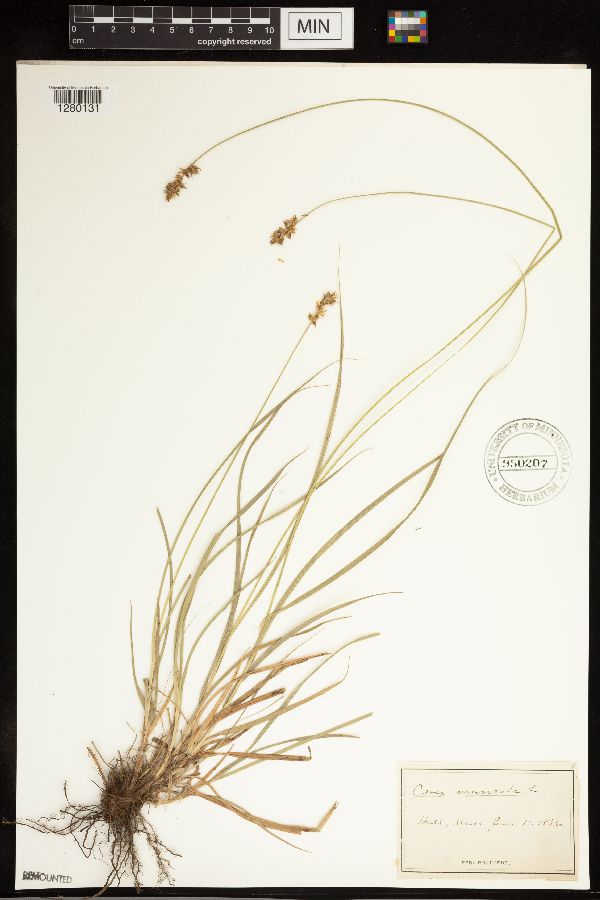 Carex muricata subsp. lamprocarpa image