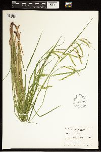 Carex prasina image