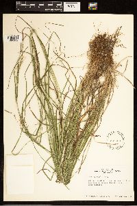 Carex sprengelii image