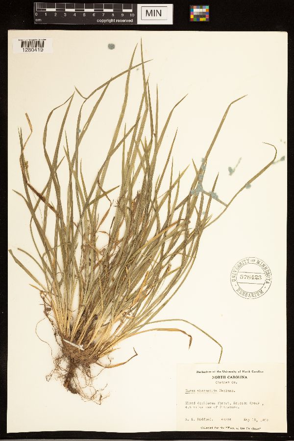 Carex abscondita image