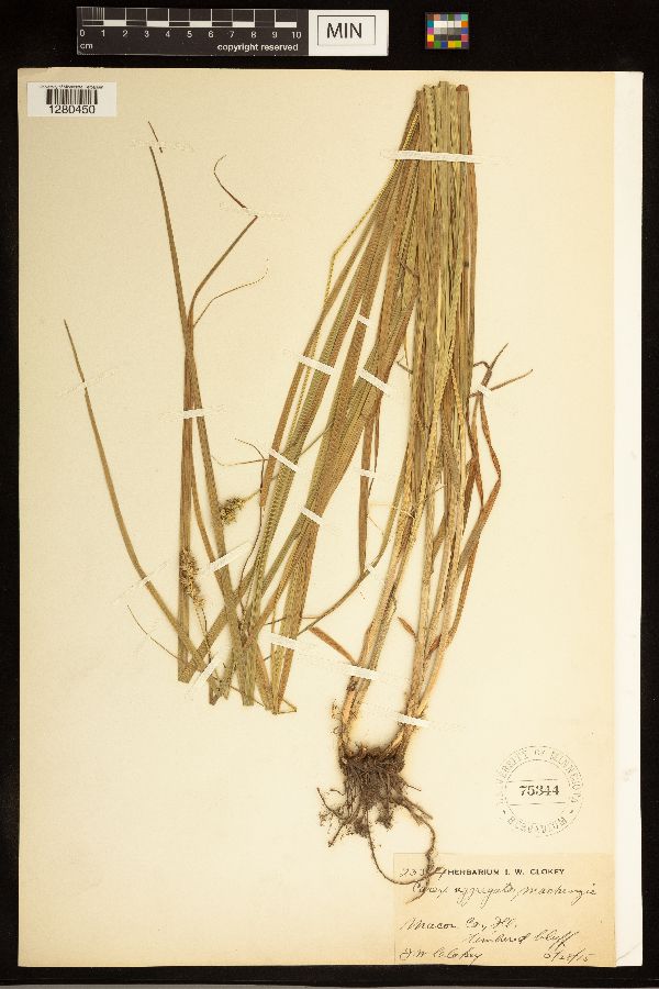 Carex aggregata image