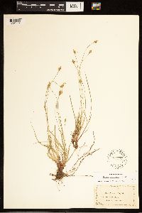 Image of Carex albicans