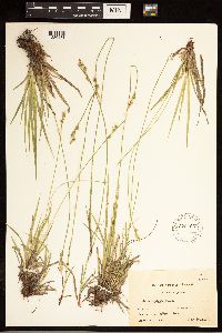 Carex albicans image