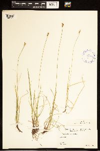 Carex albicans image