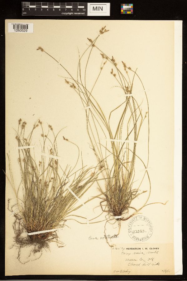 Carex albicans var. albicans image