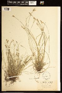 Carex albicans image