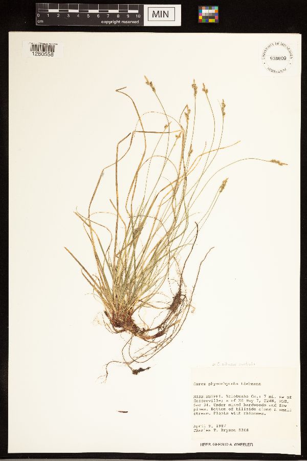 Carex albicans var. australis image