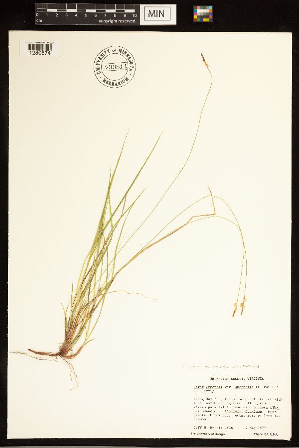 Carex albicans var. emmonsii image