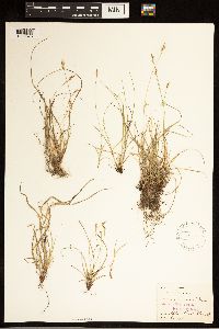 Carex albicans image