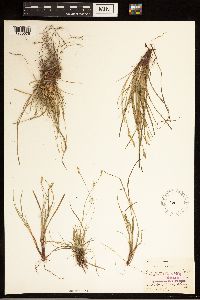 Carex albicans var. emmonsii image