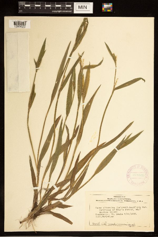 Carex albursina image