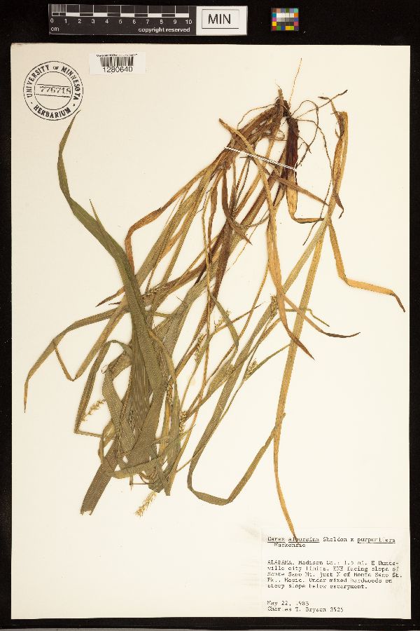 Carex albursine x purpurifera image