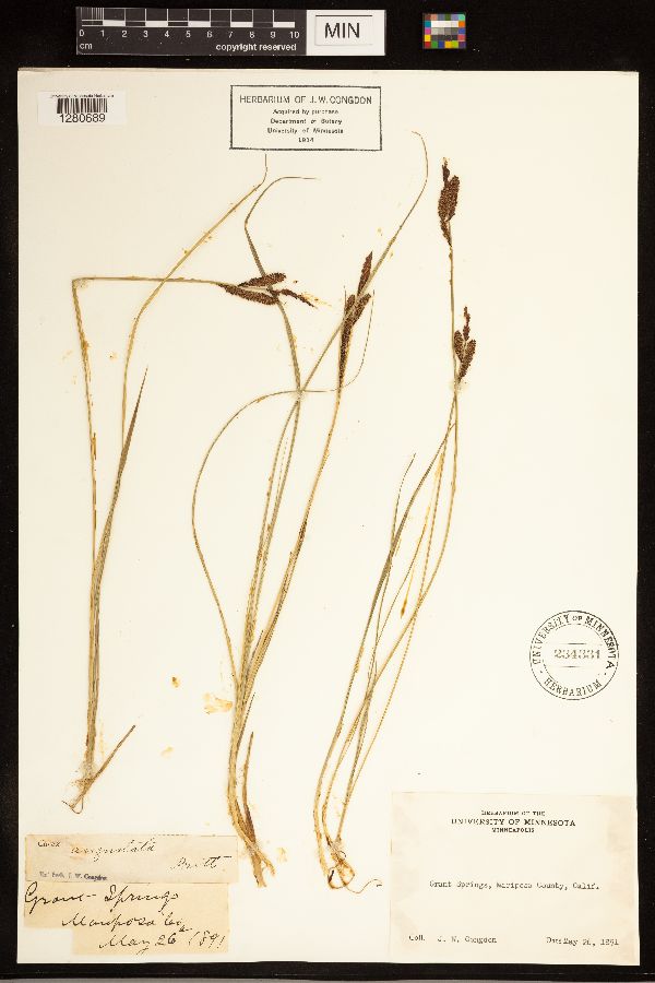 Carex angustata image