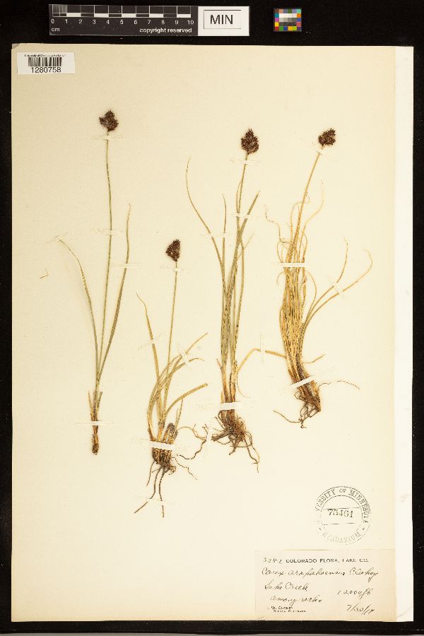 Carex arapahoensis image