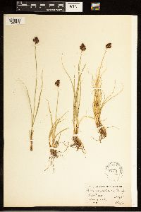 Carex arapahoensis image