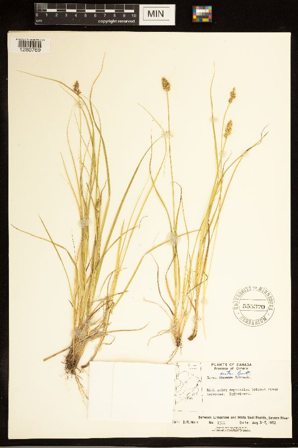 Carex arcta image